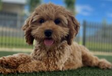 Shedding in Cavoodles