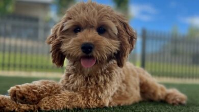 Shedding in Cavoodles