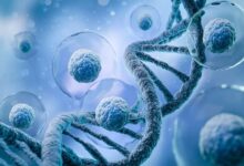 stem-cell