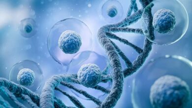 stem-cell