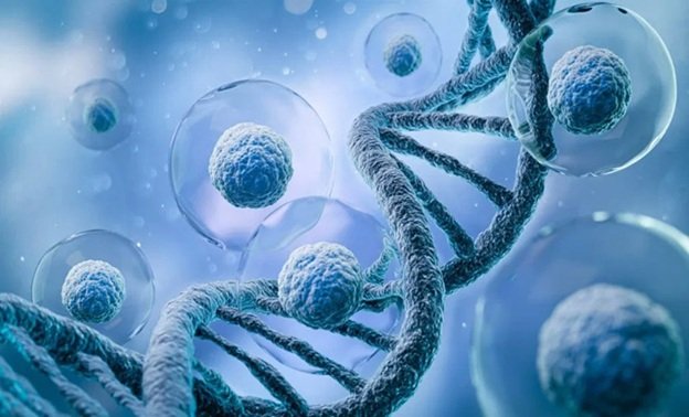 stem-cell
